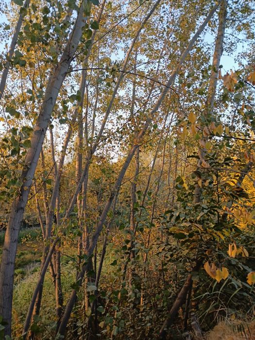 Srochni terak sotiladi