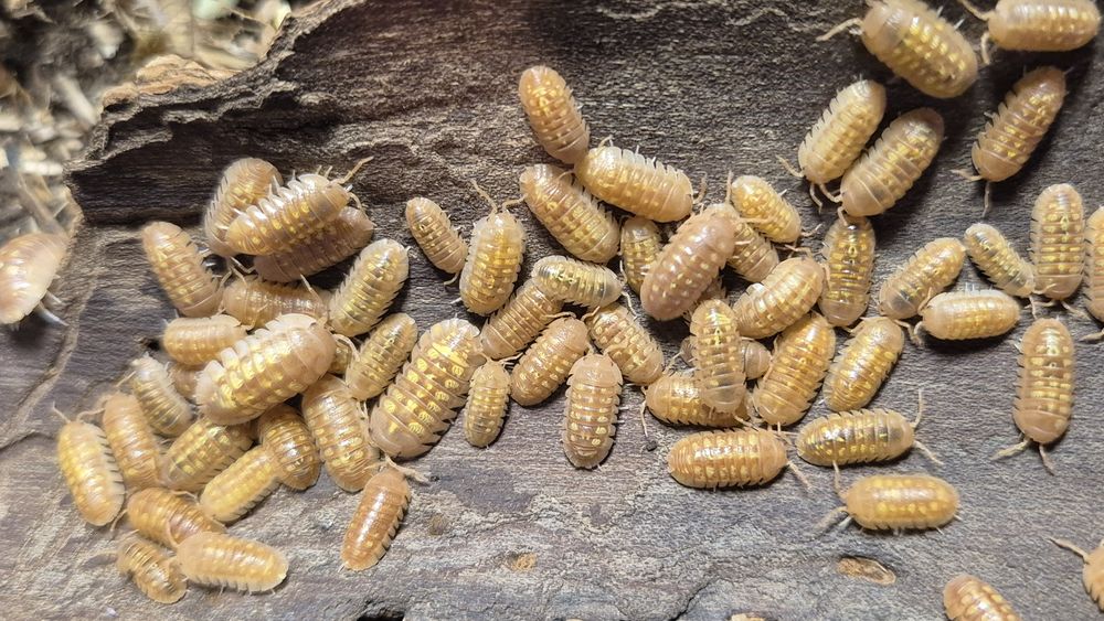 Izopode si miriapode
