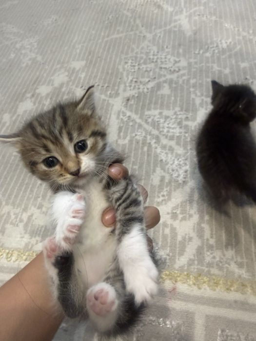 Отдам котят в хорошие руки