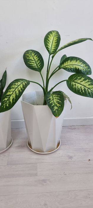 Диффенбахия в стильном белом горшке