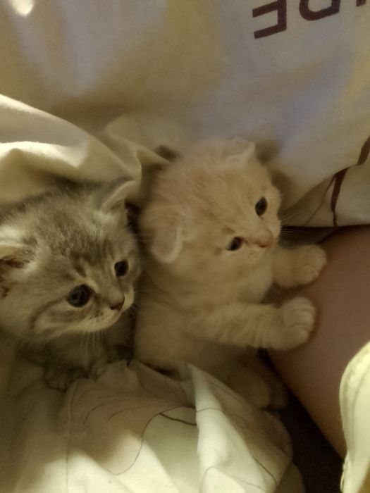 Котята скотиш фол,