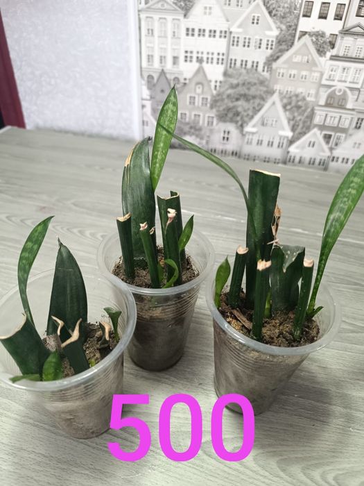 Подам недорого цветы