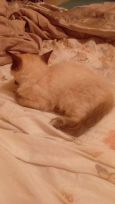 Котята сеамские 2вое девочек