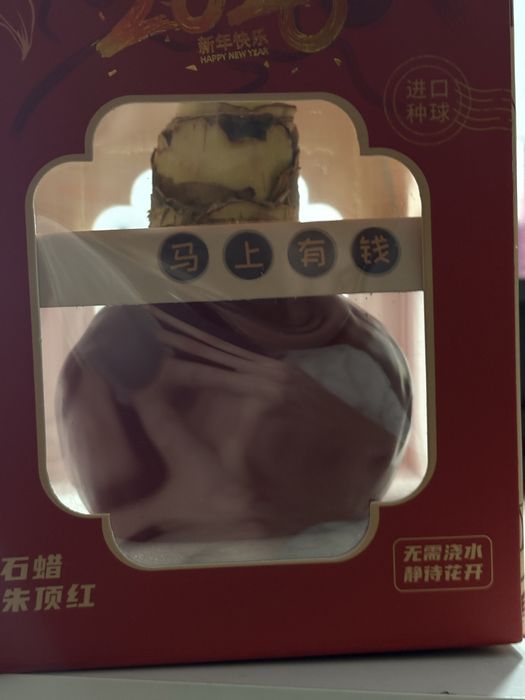 Амарилис сюрприз