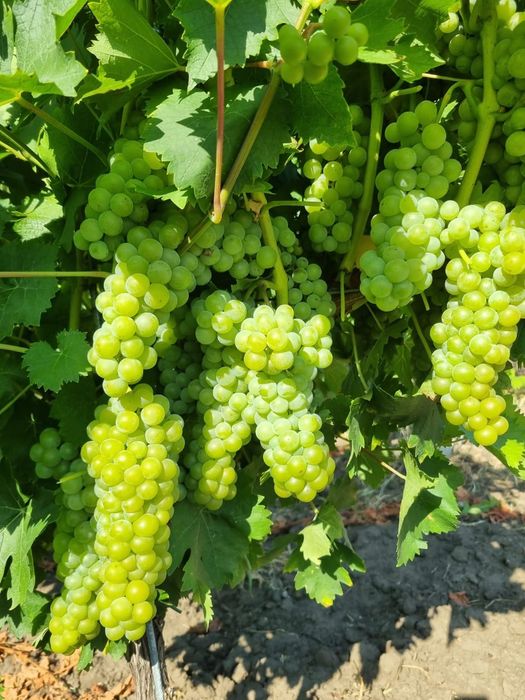 Struguri Tămâioasă Românească, Busuioaca de Bohotin, Aligote