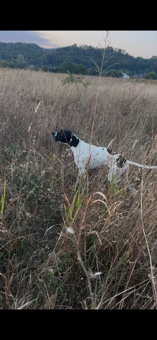 Pointer englez vanatoare