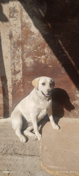 Продам лабрадора ретривера
