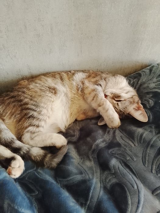 Отдам кошечку в хорошие руки!