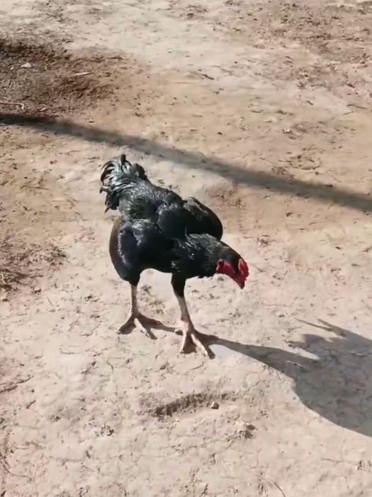 Продается бойцовый