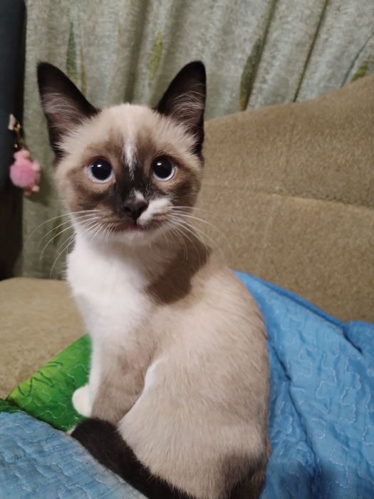 Отдам котёнка  мальчик