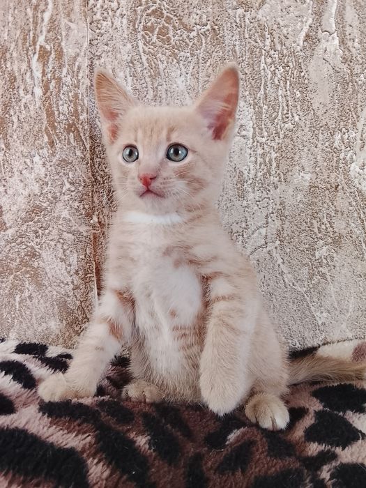 Отдадим в добрые руки