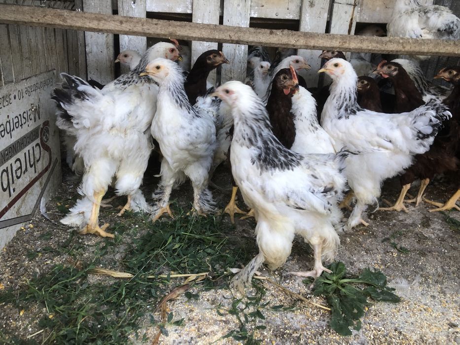 Gaini si cocosi  de 1 an de rasa mare