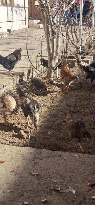 Xonaki tovuq va xo'rozlar  sotiladi samarqand shaharda