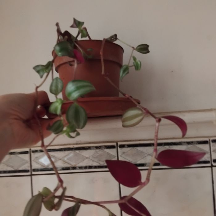 Plante de apartament