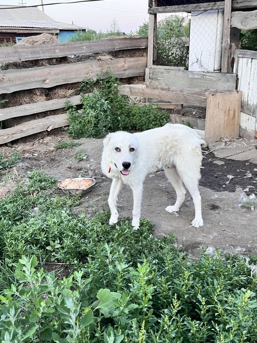 Продам чисто кровного Алабая
