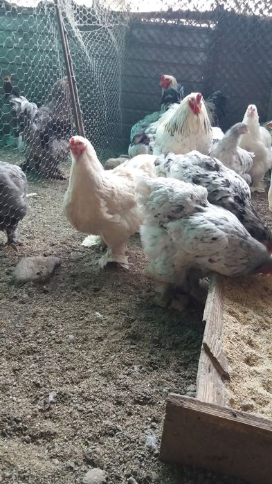 Oua Brahma pentru incubat