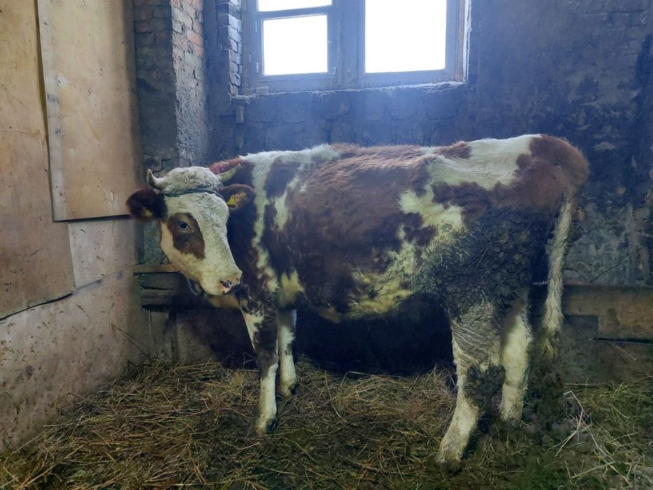 Продам коров тёлок