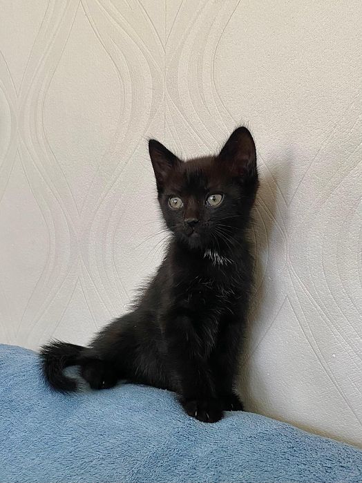 Котята ищут добрые руки