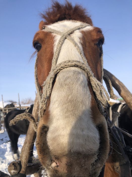Продам жеребца обученный