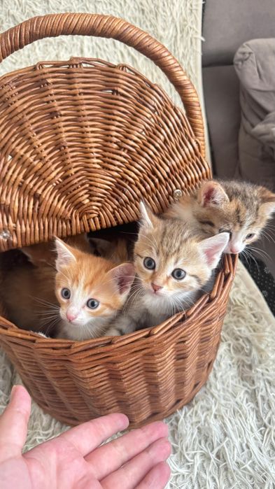 Котята и кошечки