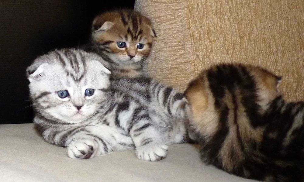 Продам котят Шотландской породы (Вислоухие и прямоухие)