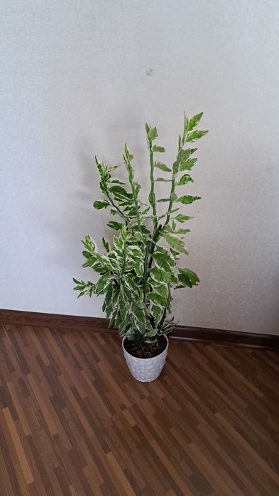 Цветы  комнатные