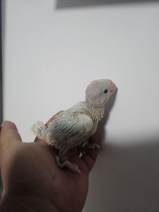 Micul Alexander/Alexandru