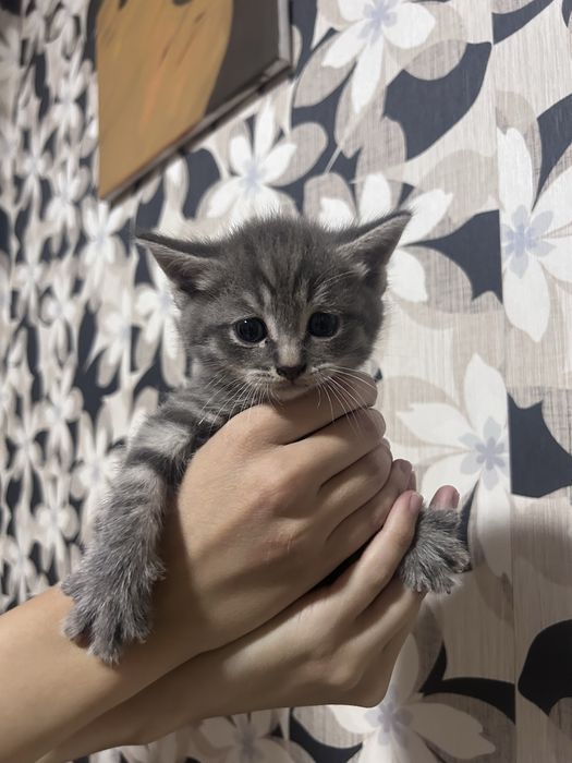 Отдаем котят бесплатно