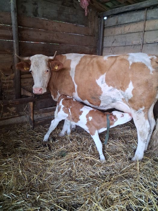 Vaca cu vițel de vânzare