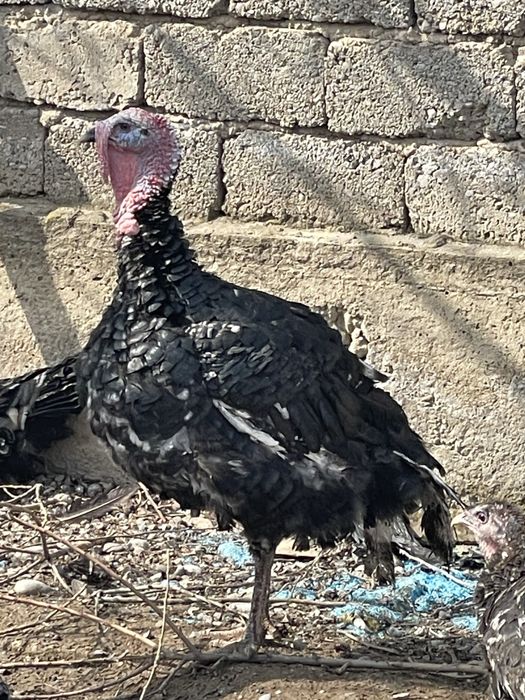 Индюк полугибрид самец