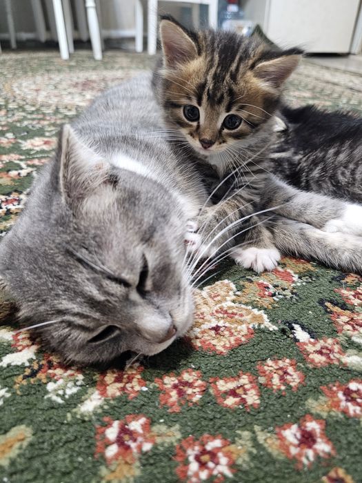 Продам в добрые руки котенка