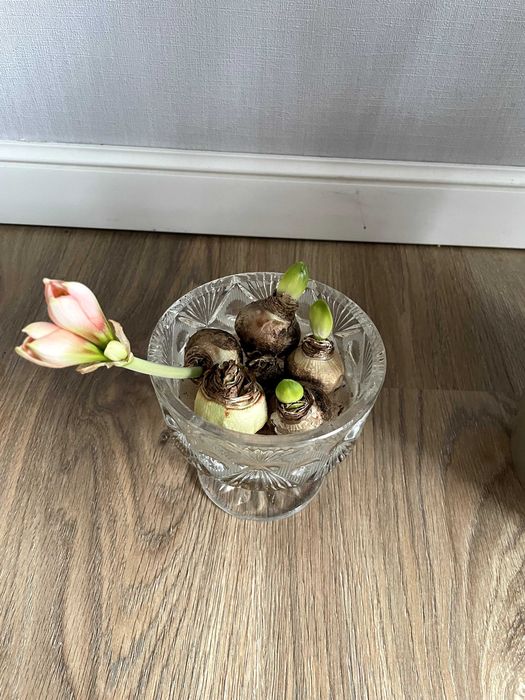 Гиппераструм (клубни)