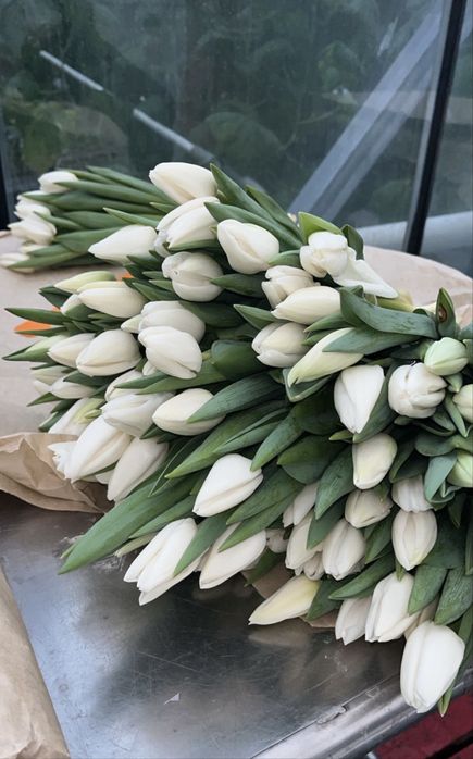 ТЮЛЬПАНЫ ОПТОМ сезон март 2026