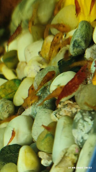 Продам сомиков Анциструса Super red.