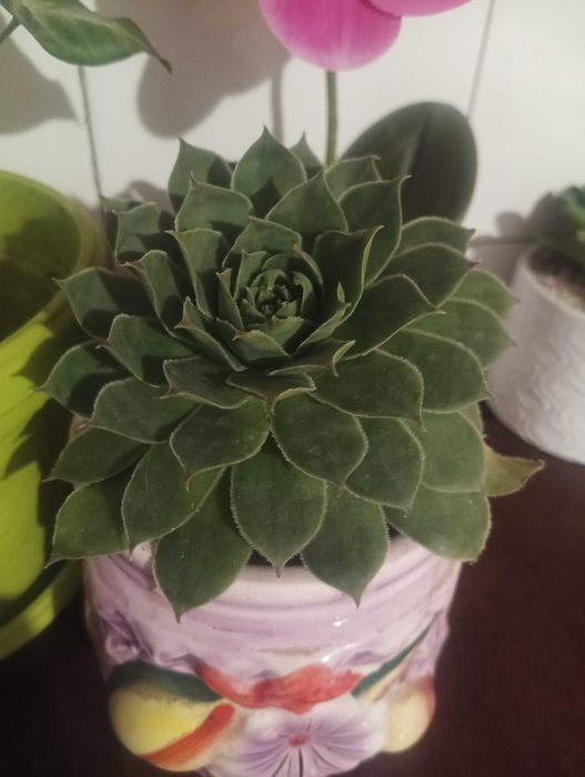 Цвете Сукуленти 1 лв