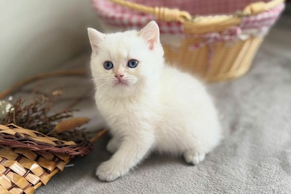 British Shorthair Whit