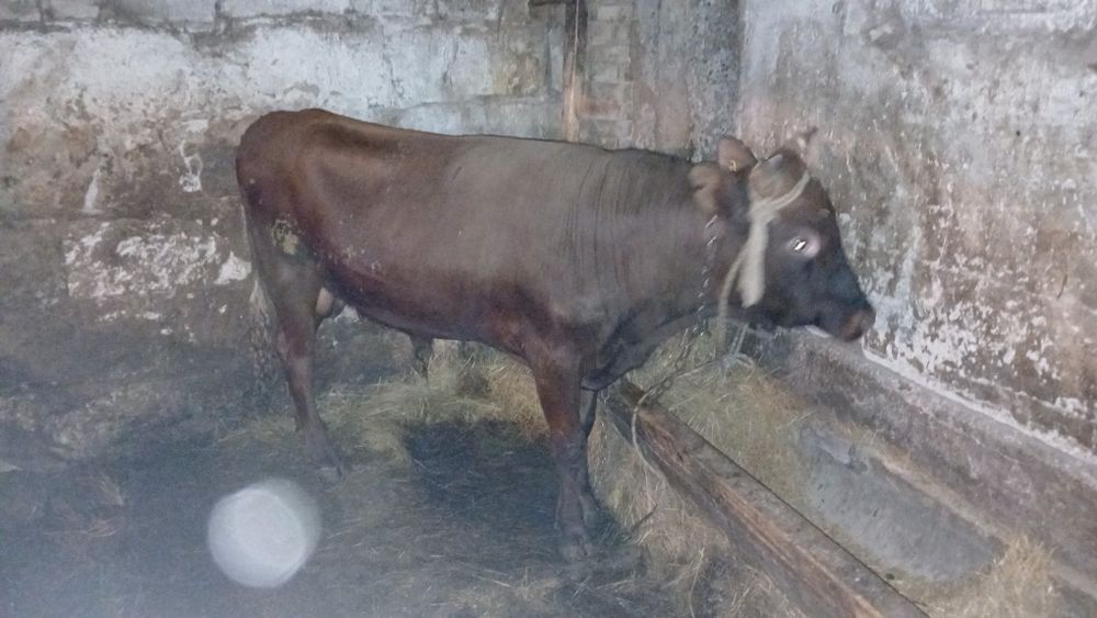 Продаю бычков 2 года