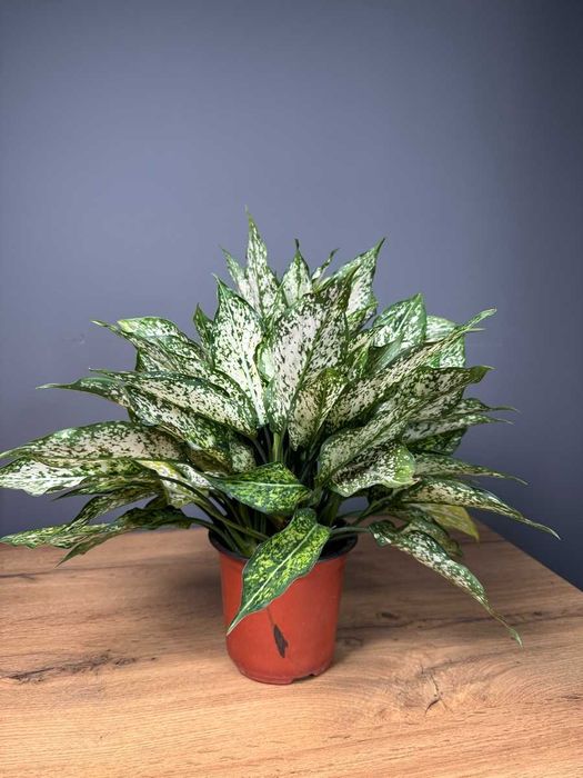 Комнатные декоративно лиственные растения