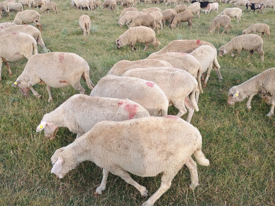 Vând oi,melute și miei