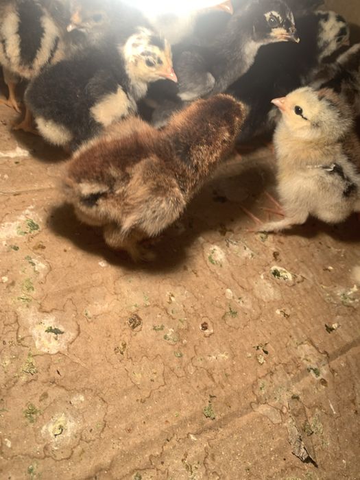 Брама жожа сотилади кони тоза олганга келишамиз