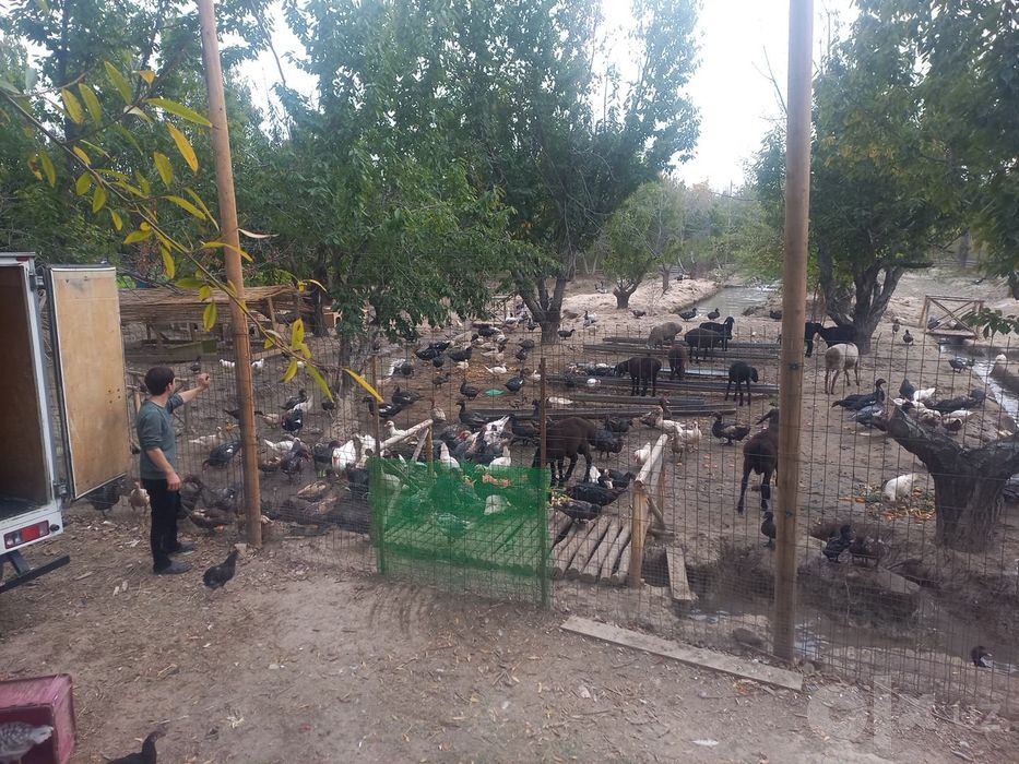 ordak gozlar bor 150 000 dan bowlanadi
