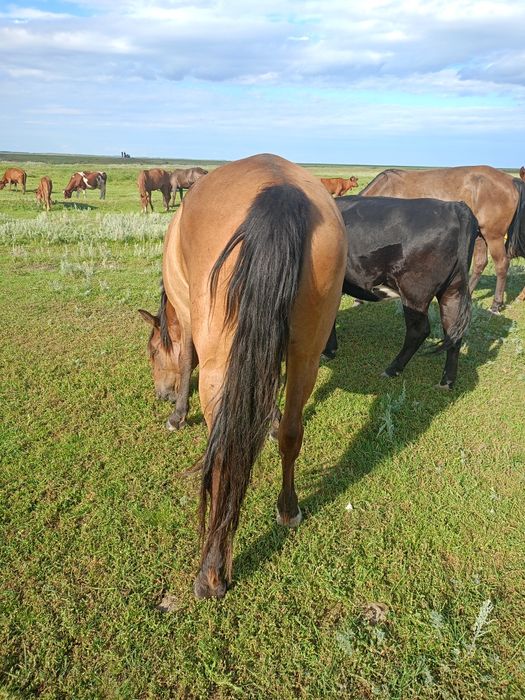 Продам  кобылу с жеребенком