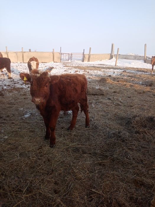 Бычок. Бұқа. Крс