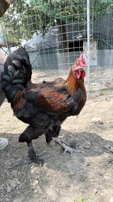 Vând cocoși tineri