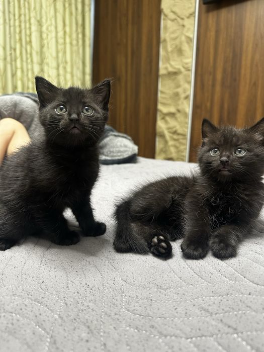 Отдам катят , приучены к лотку