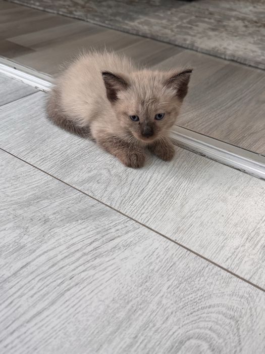 Ищем хозяина для котят
