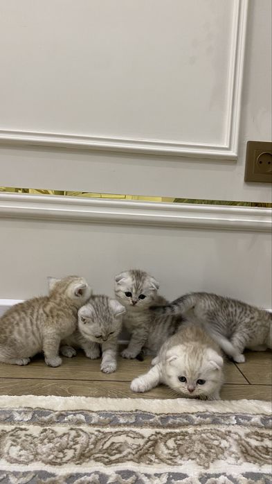 Котята шиншилы хоршый породы