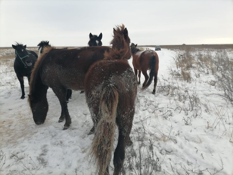 Продам Жеребчкик  7 месяцев