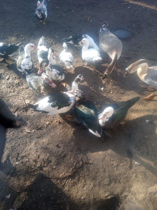 Vând sau schimb patru  rate mute și un ratoi