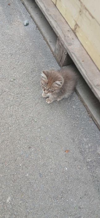 Котята черная и серый